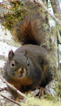 Park Squirrel in a Tree