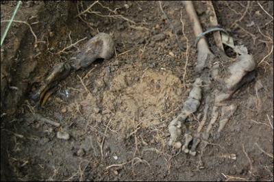 Picture of bones found in dirt courtesy of the Federal Bureau of Investigation